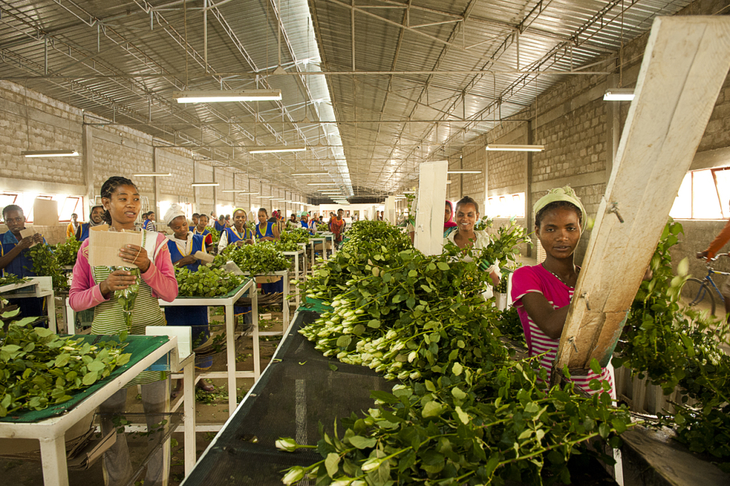 2.Sher workers in Ziway sorting roses per stalk length. They earn less than 30 euros per month